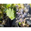 Vinná réva stolní modrá - 'Rošfor'