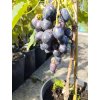 Vinná réva stolní modrá - 'Rošfor'