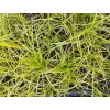 Ostřice - Carex muskingumensis 'Oehme'