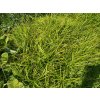Ostřice - Carex muskingumensis 'Oehme'