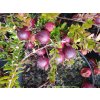 Klikva - Vaccinium macrocarpon 'Ben Lear'