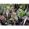 Líska keřová - Corylus avellana 'Gunslebert'