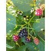 Ostružina (bezrtnná) - Rubus fruticosus 'Glorniwa'