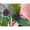 Ostružina (bezrtnná) - Rubus fruticosus 'Glorniwa'