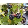 Ostružina (bezrtnná) - Rubus fruticosus 'Glorniwa'
