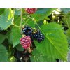 Ostružina (bezrtnná) - Rubus fruticosus 'Glorniwa'