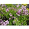 Šeřík obecný - Syringa vulgaris 'Naděžda'