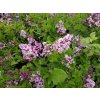 Šeřík obecný - Syringa vulgaris 'Naděžda'