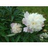 Pivoňka čínská směs barev - Paeonia lactiflora