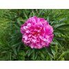 Pivoňka čínská směs barev - Paeonia lactiflora