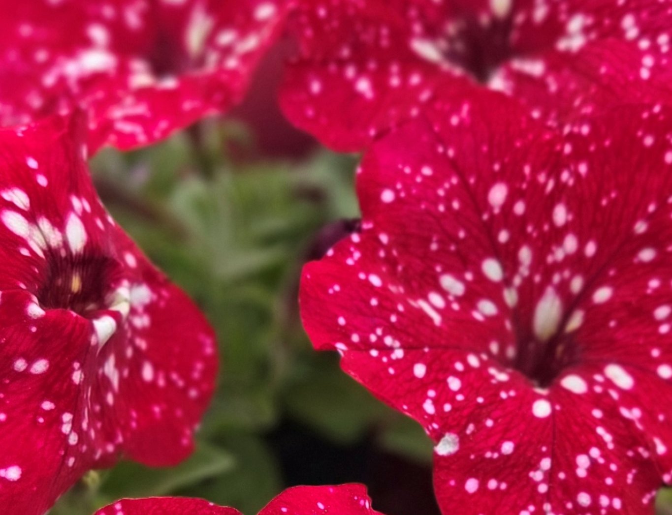 Letničky v prodeji!