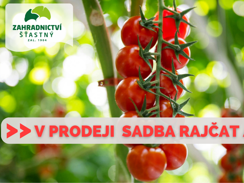 V prodeji sadba rajčat a paprik