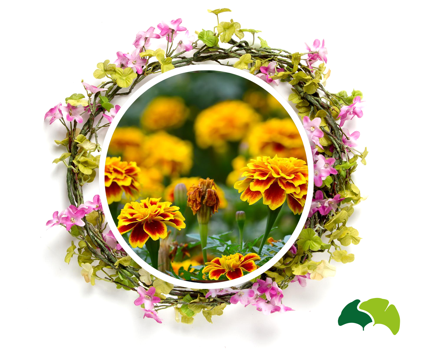 Záhonové letničky