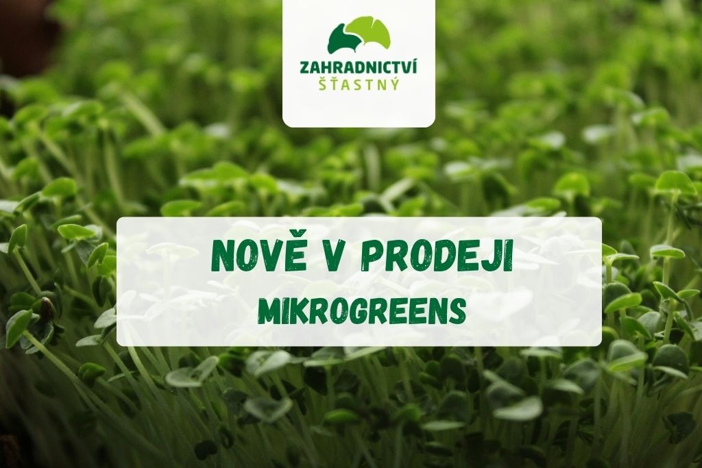 Letničky v prodeji