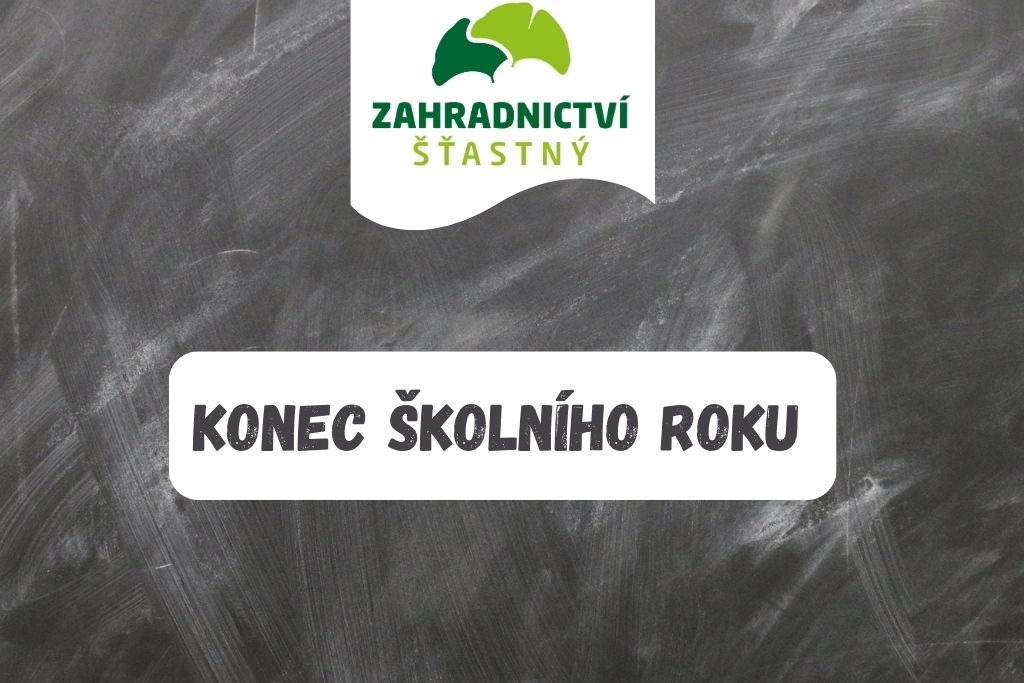 Letničky v prodeji