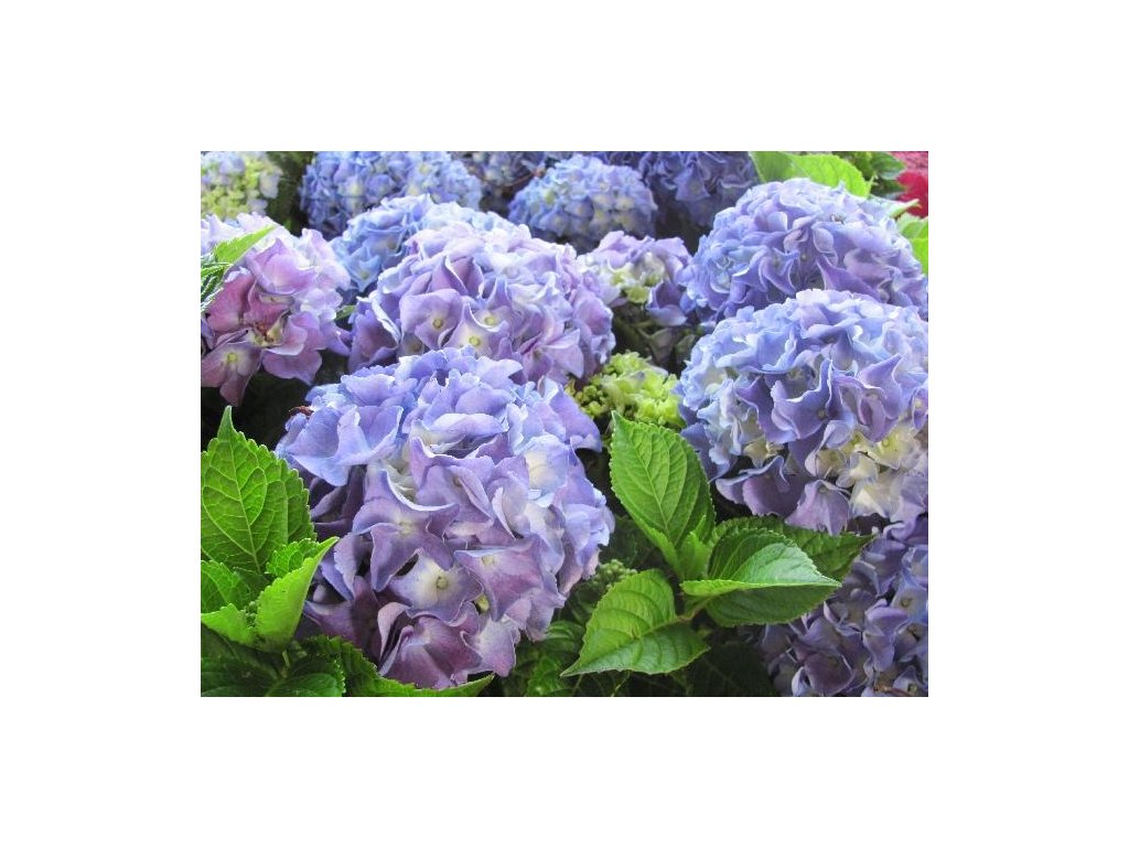 Hortenzia Kalinolistá "Blailmer"