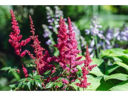 astilbe feuer