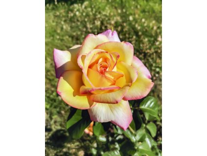 gloria dei profimedia 0635263834