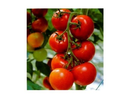 896 big 15452360900004 rajce tornado f1(1)