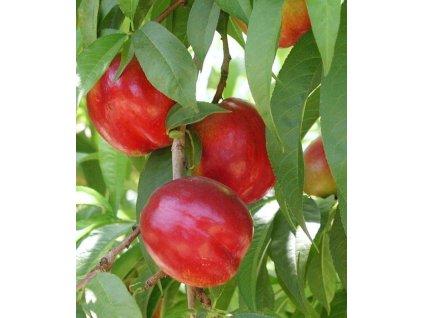 Nektárinka - Flavortop