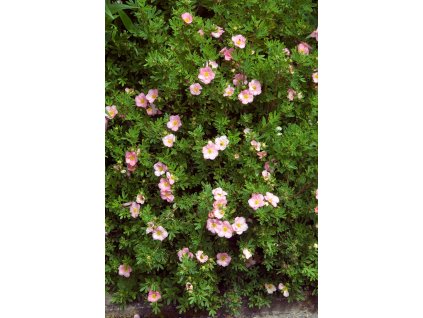 pottentila ruzova profimedia 0182583205