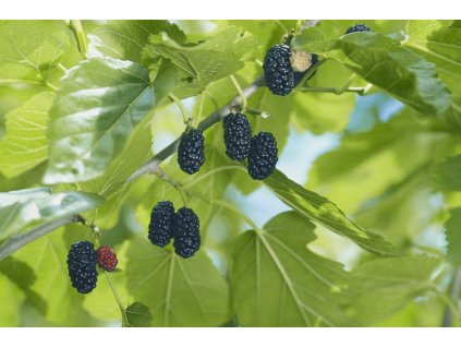 Moruše černá keř