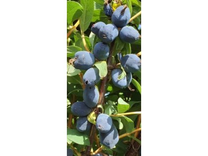 Kamčatka Boreal Blizzard