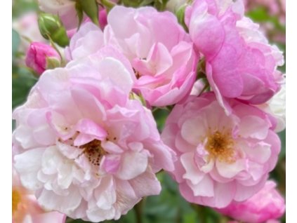 Stromková růže Levender Siluetta