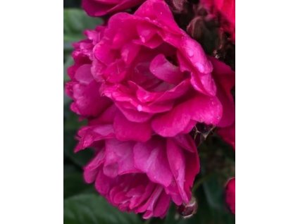 Stromková růže Perfumy Siluetta