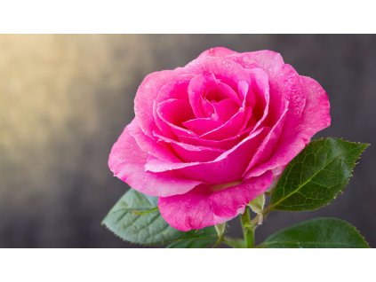 Velkokvětá růže keřová Perfume delight