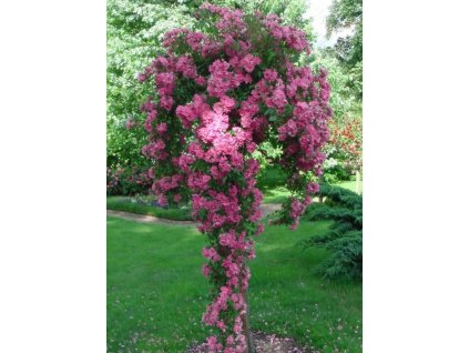 Stromková The fairy růže7