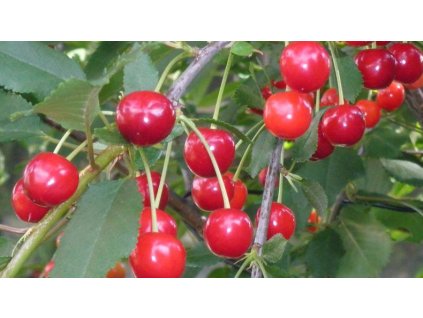 Královna Hortenzie třešňovišeň