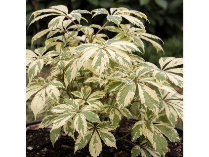 Eleuterokok Sieboldův 'Variegatus'