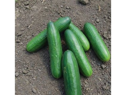 " Derby " Minihadovka - vrúbľovaná sadenica