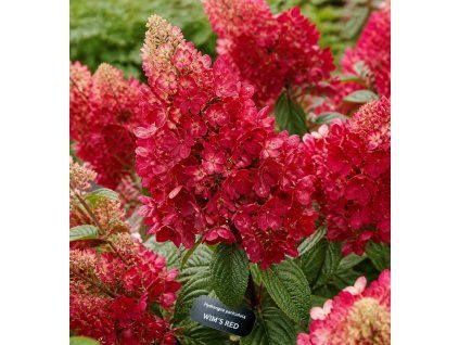 hortenzie wims red