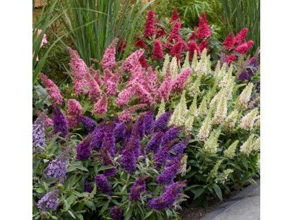 buddleja 3