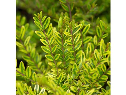 D74CD7DFF6DD95B00FB882E2291B04A1