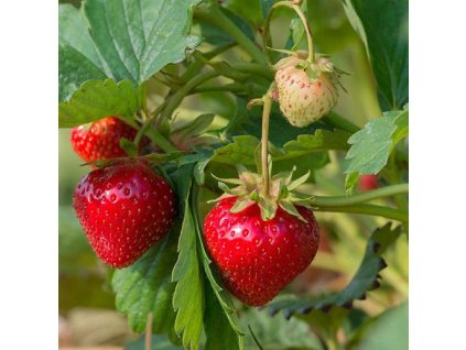 Fragaria ananassa Ostara