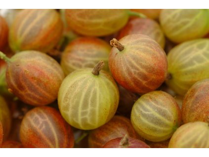 captivator pxb gooseberry 3480623 1280