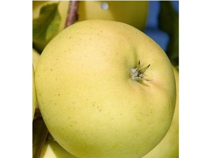 4300 vyr 188685 prusvitne letni