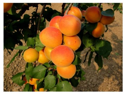 3271 vyr 80velkopavlovicka