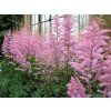 Astilbe ruzova flowers g781897f6e 1920 pxb