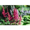 astilbe feuer
