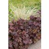 Heuchera - Palace purple