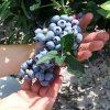 hannas choice blueberry