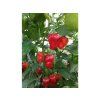 habanero