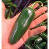 jalapeno