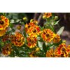 helenium Feuersiegel profimedia 0170202525