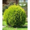 thuja occidentalis golden globe