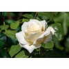 Velkokvětá růže keřová Mount Shasta